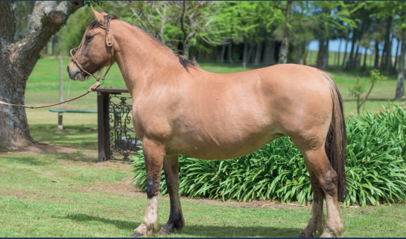 Lote HECHICERA DEL ALTILL