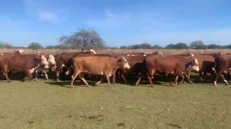 Lote 35 Vientres en Corrientes, Mercedes