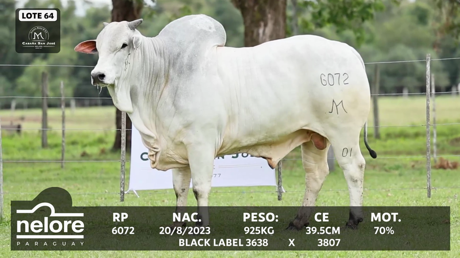 Lote LOTE 64