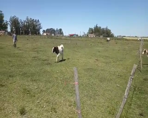 Lote 5 Terneros a remate en Feria por pantalla, San José