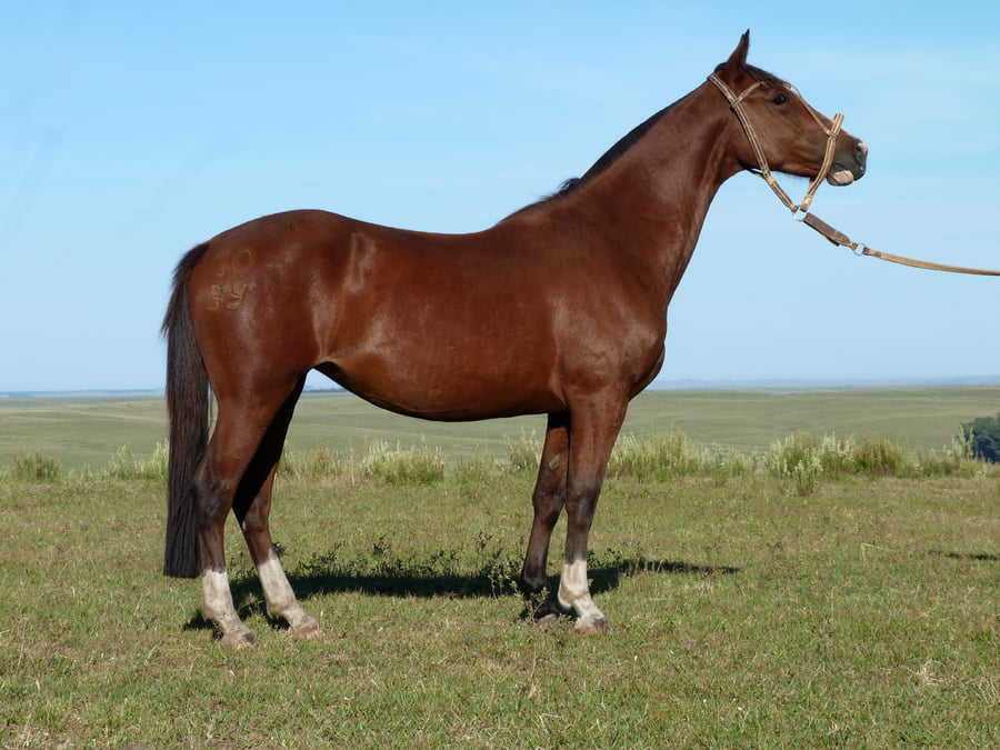Lote Barbara del Queguay