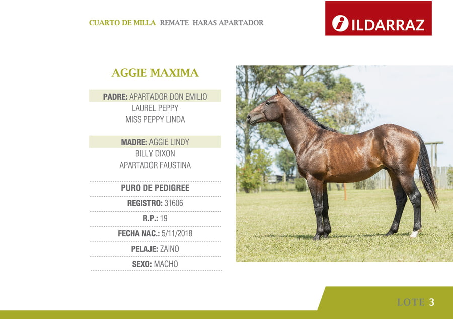 Lote AGGIE MAXIMA