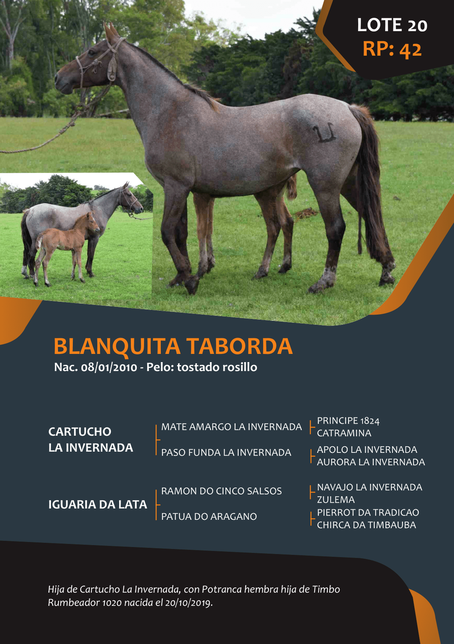 Lote RP 42 - BLANQUITA TABORDA
