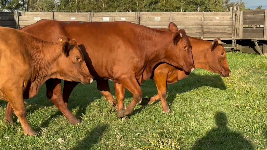 Lote 8 Vaquillonas C/ gtia de preñez