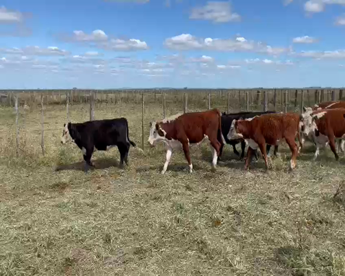 Lote 70 TERNEROS/AS, 180KG, OLAVARRIA, HEREFORD Y CARETA