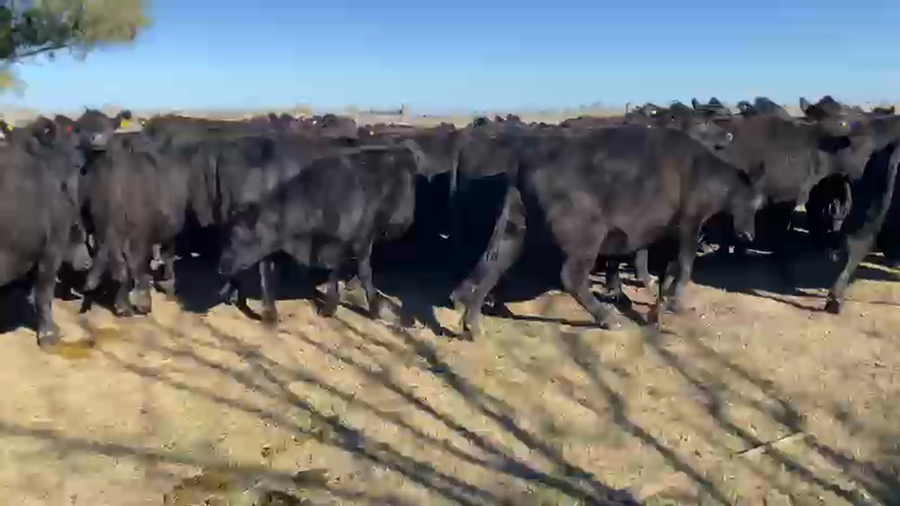 Lote 105 Vaquillonas C/ gtia de preñez en Entre Ríos, Urdinarrain