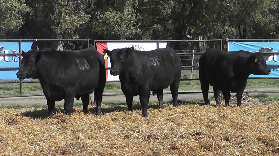 Lote TOROS ANGUS NEGROS PC