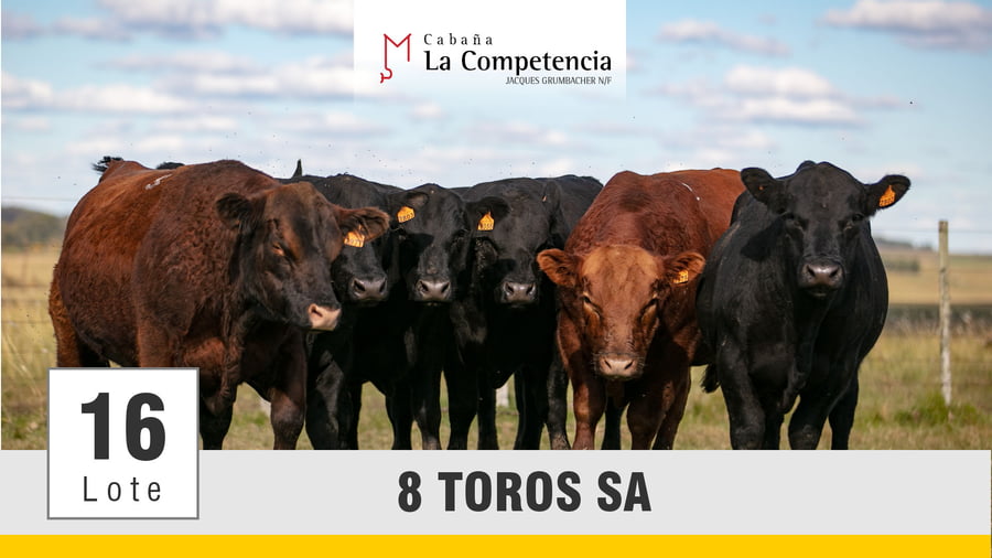 Lote (Vendido)Toros a remate en Subasta Toros de La Competencia, Montevideo