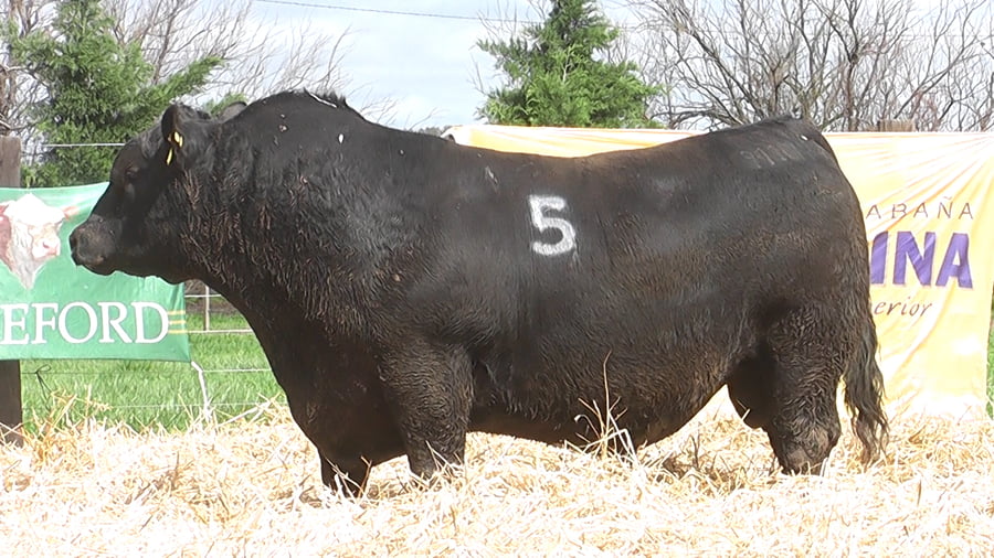 Lote TOROS ANGUS PUROS CONTROLADOS