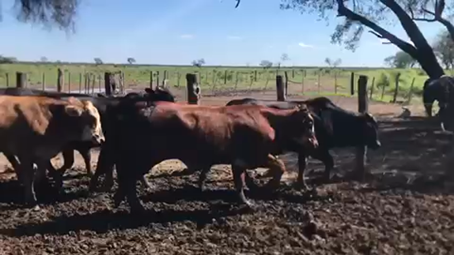 Lote 67 Novillos en Las Lomitas, Formosa