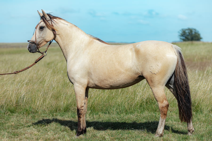 Lote Lucida Del Malo