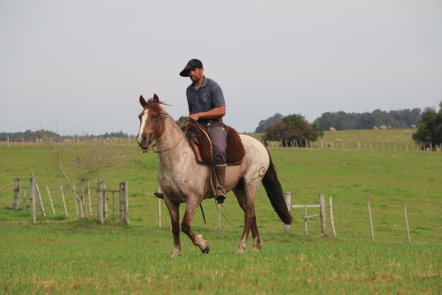 Lote SANTA GLORIA CIGARRA