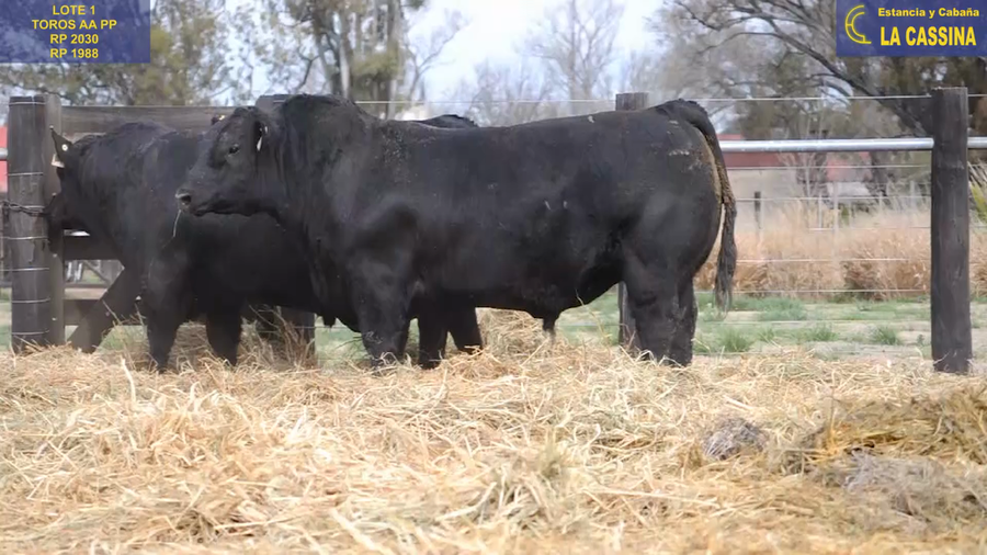 Lote TOROS ANGUS PUROS DE PEDIGREE