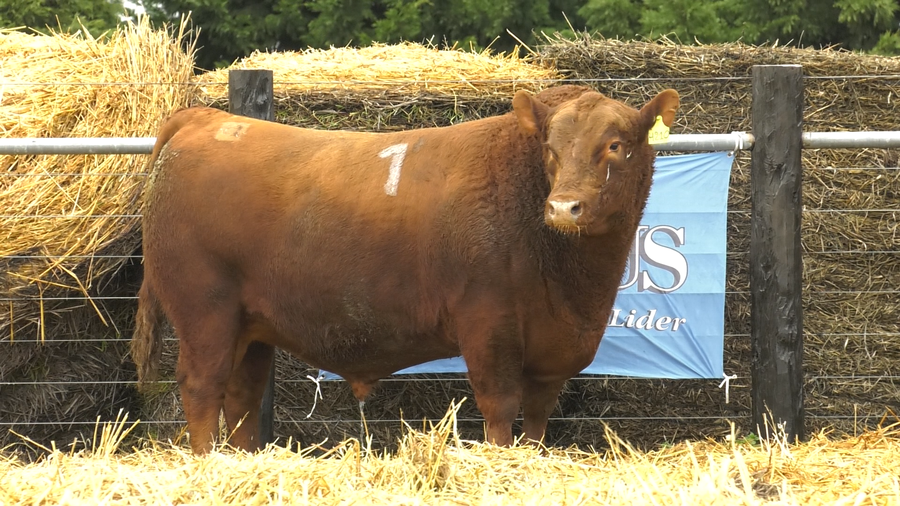 Lote TOROS ANGUS PURO CONTROLADO