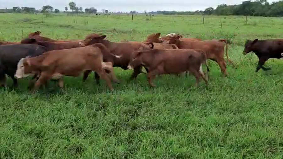 Lote 120 Terneros/as en Clorinda, Formosa