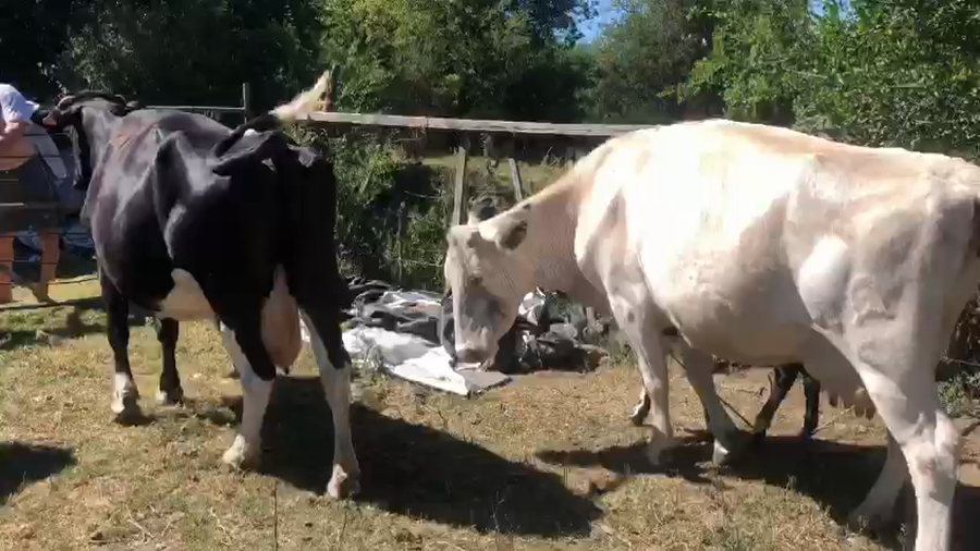 Lote 3 Vacas Holando Descarte