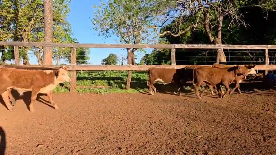 Lote 220 Terneros/as en Corrientes, Virasoro