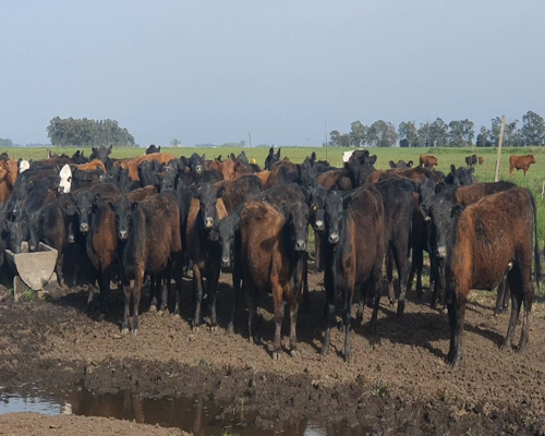 Lote 87 Terneras en Tandil, Buenos Aires