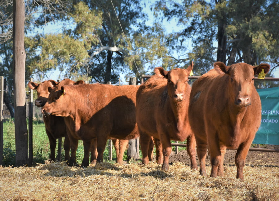 Lote "Cabaña ""La Marianita"" Vaquillonas PC"