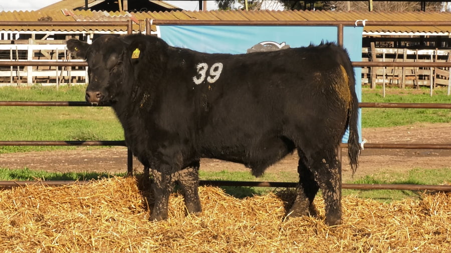 Lote TOROS ANGUS NEGROS PC
