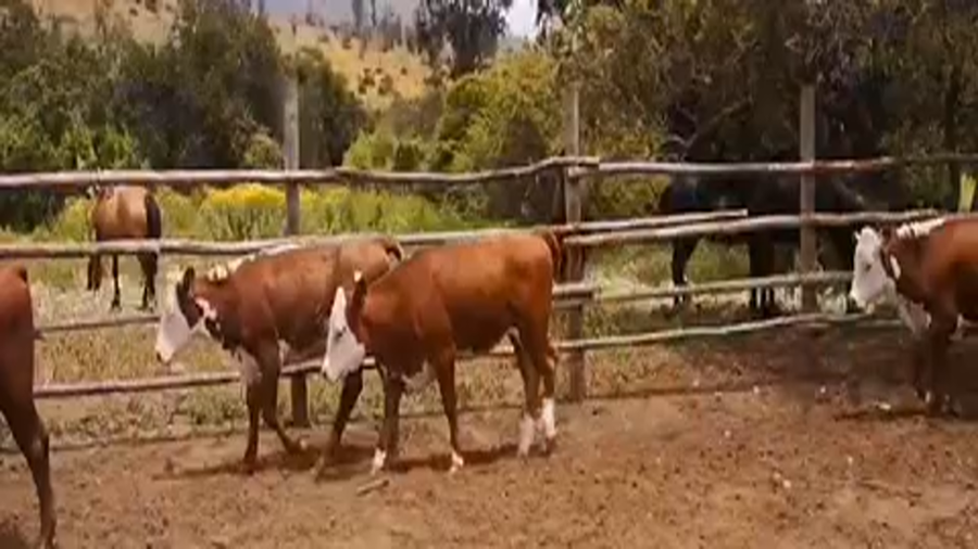 Lote 36 Vaquilla Engorda en V  Región Valparaíso, Puchuncaví