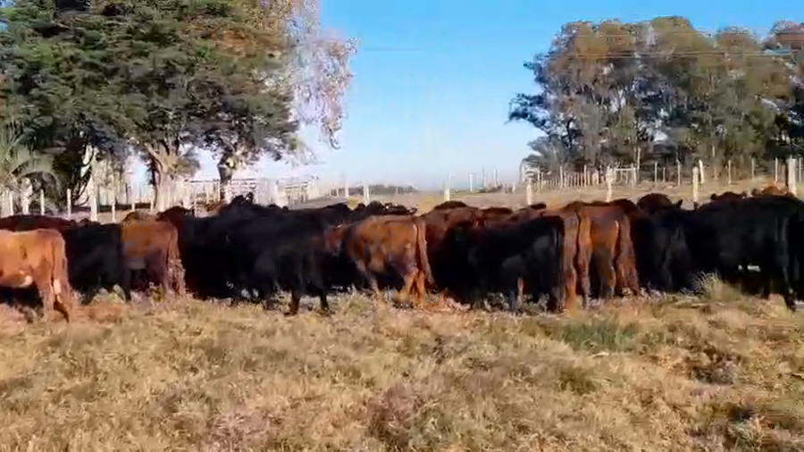 Lote 60 Terneras a remate en Pantalla Camy, San José