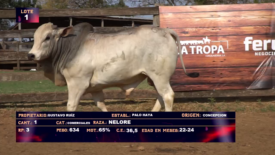 Lote GUSTAVO RUIZ - LOTE 1