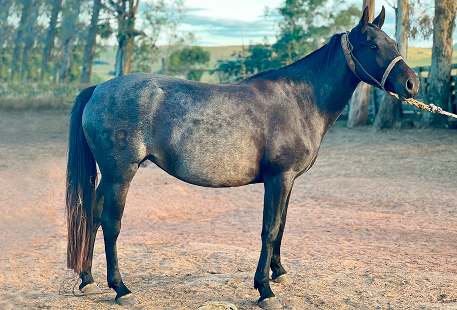 Lote CAPITANA DEL CEIBAL