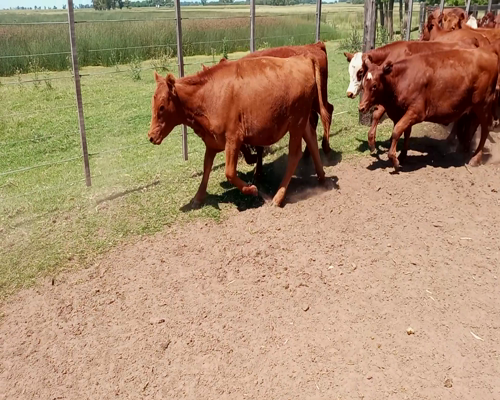 Lote 50 Terneros/as en Salazar, Buenos Aires
