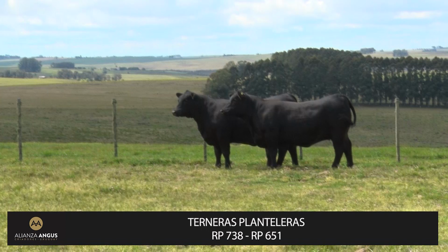 Lote TERNERAS PLANTELERAS VENTA 100%