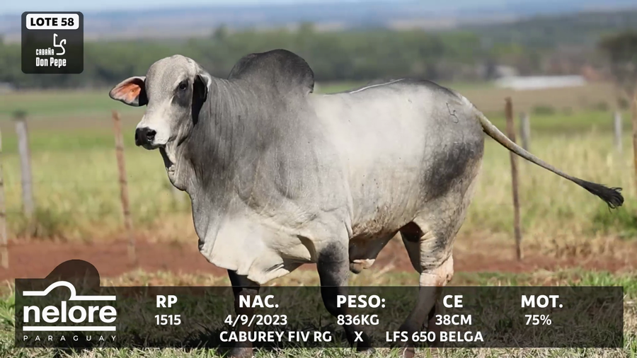 Lote LOTE 58