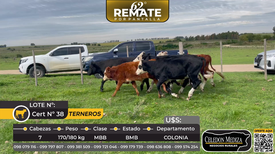 Lote 7 Terneros en La Laguna Colonia
