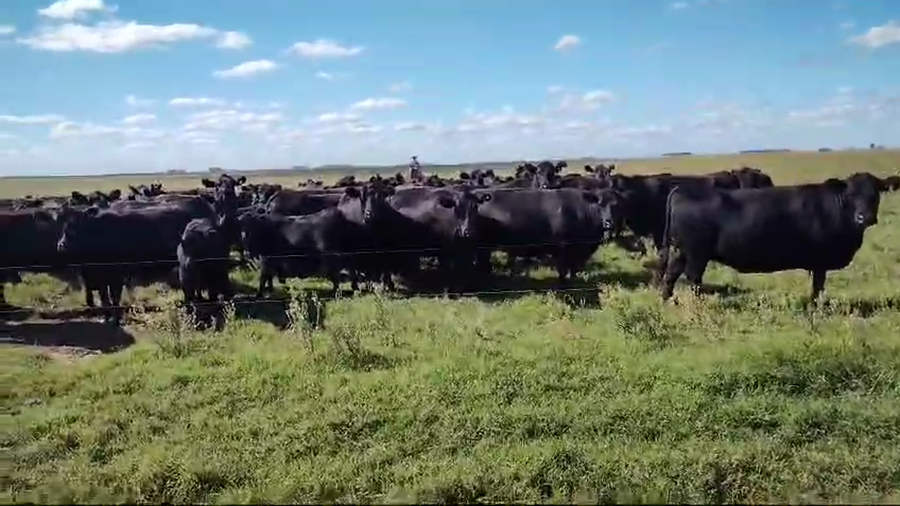 Lote 70 Terneros en Pehuajo