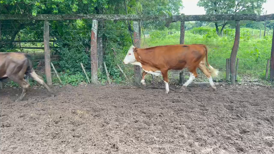 Lote 55 Novillitos en Riachuelo, Corrientes
