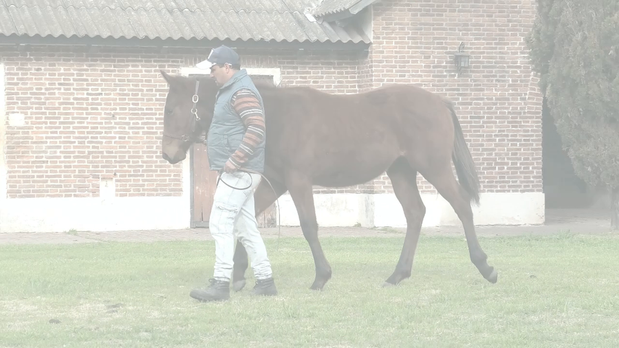 Lote CONECTA (SIXTIES SONG -  CON ONDA)