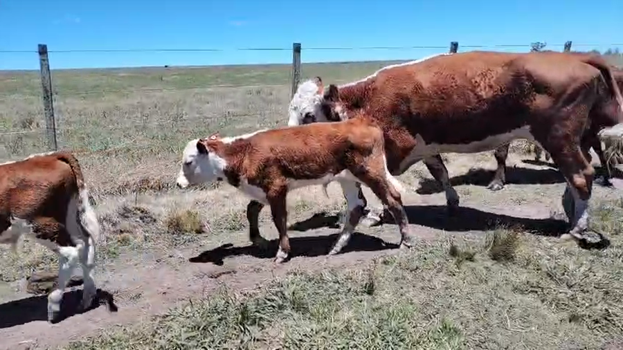 Lote 12 Piezas de cría a remate en Ultima pantalla del año - Escritorio Camy, San José