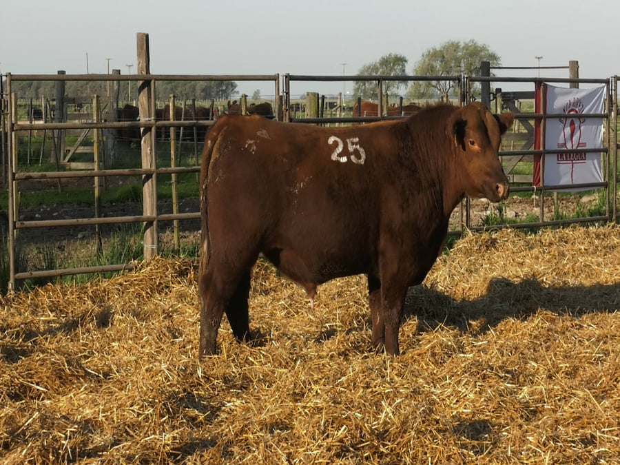 Lote TOROS ANGUS COLORADOS PC