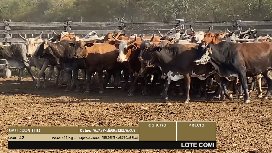 Lote LOTE 6 - 42 VACAS PREÑADAS CBO VARIOS
