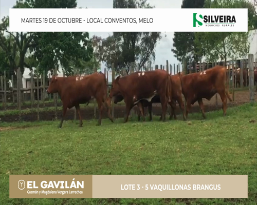 Lote 5 Vaquillonas Brangus - Cabaña El Gavilán (lote 3)