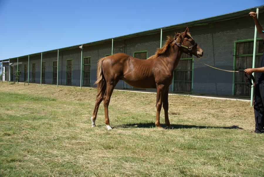 Lote CALIFICADO DILLON
