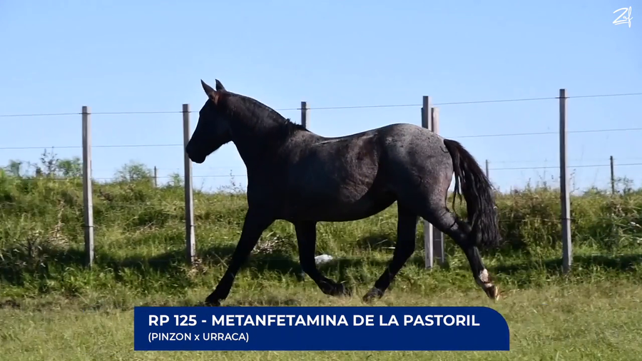 Lote Metanfestamina de La Pastoril