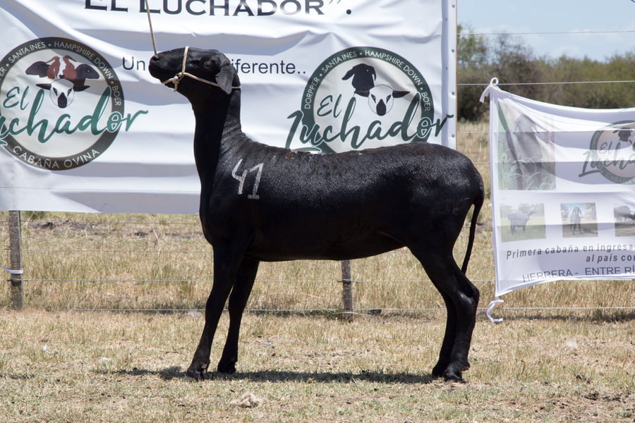 Lote OVINO STA. INES HEMBRA PPC