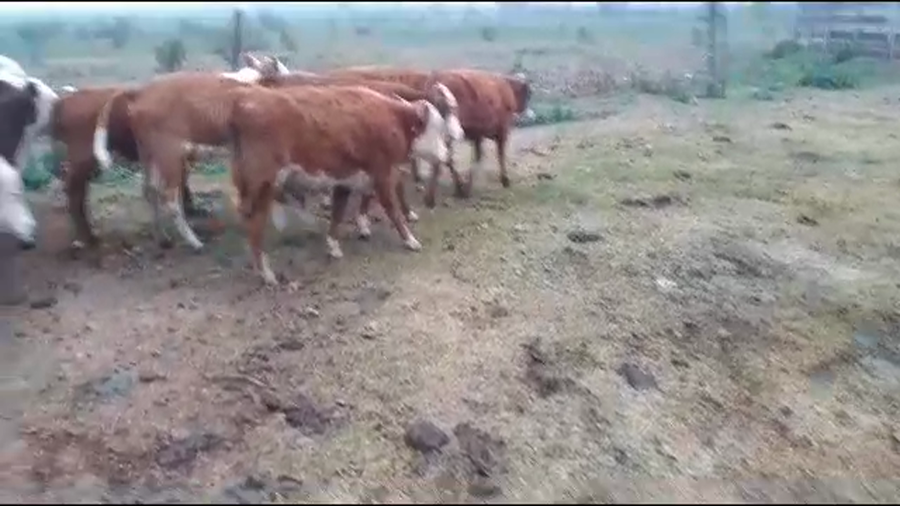 Lote 65 Terneros/as Braford en Sunchales, Santa Fe