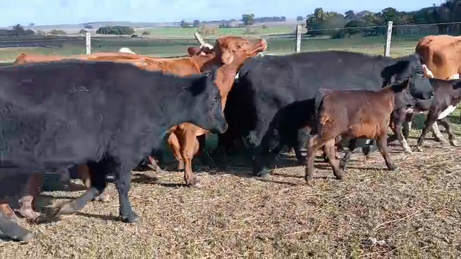 Lote 28 Piezas de cría a remate en Pantalla Camy, San José