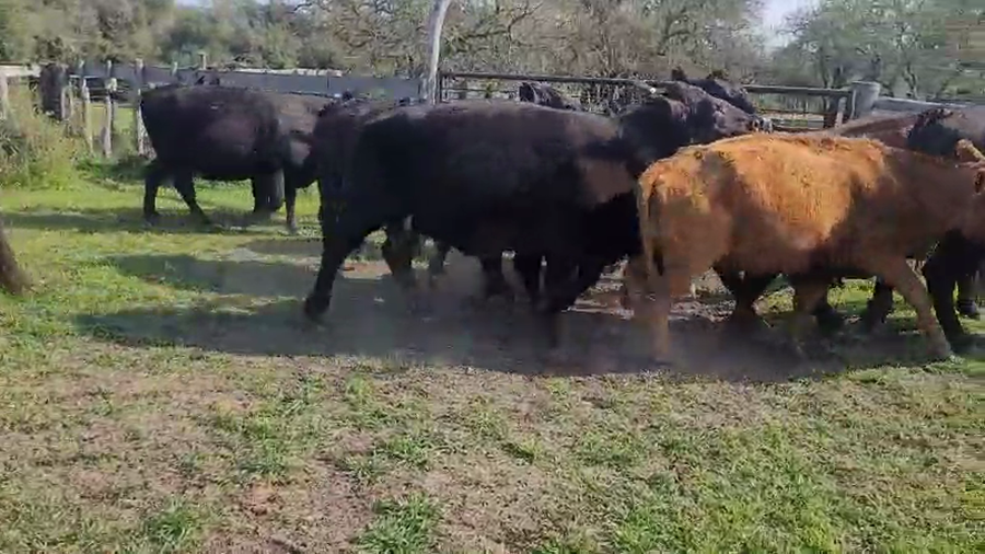 Lote 12 Vacas usadas preñadas en Villaguay, Entre Ríos