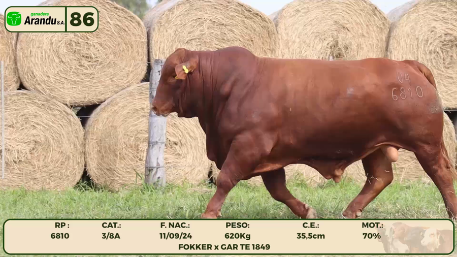 Lote LOTE 86