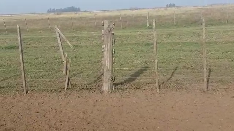 Lote 65 Terneros en Tapalqué, Buenos Aires