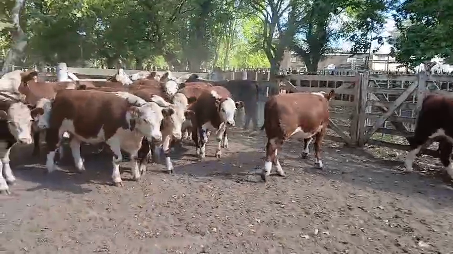 Lote 30 Novillos en Maipú