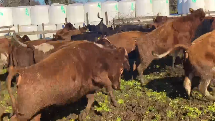 Lote 47 Vaquilla Engorda en X Región Los Lagos, Frutillar