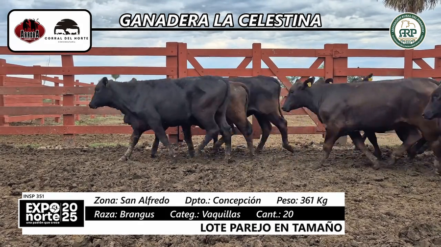 Lote Vaquillas